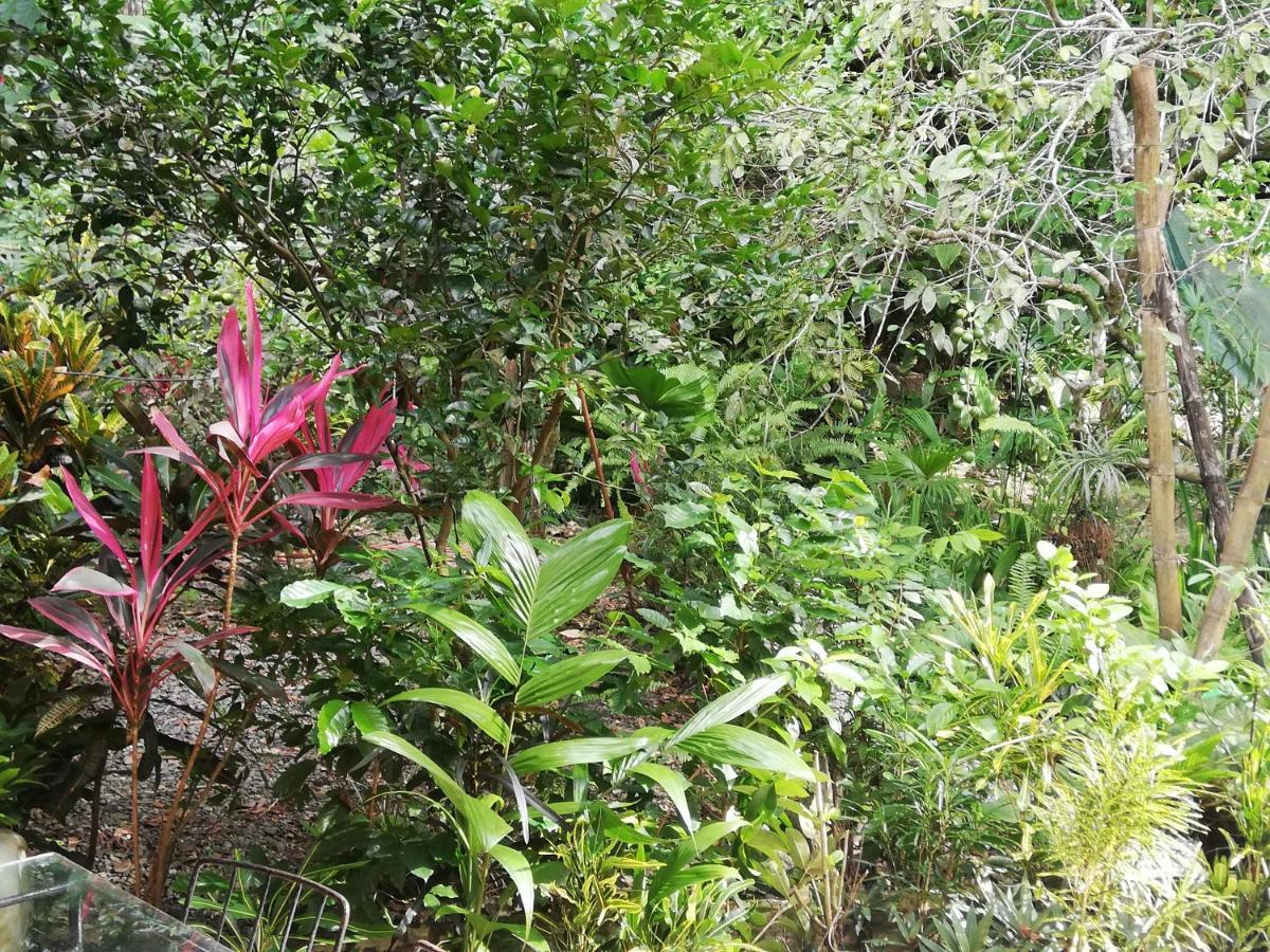 La Montanita Lodge Nationalpark Nationalpark Manuel Antonio Exterior foto